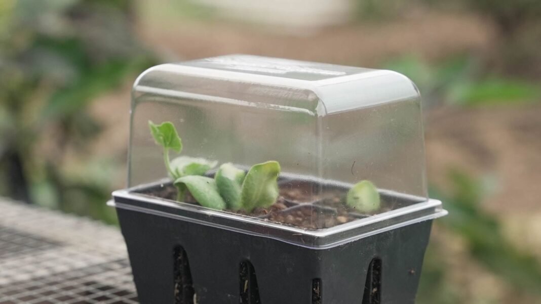 A-photo-of-a-humidity-domes-germination.jpg A photo of a humidity domes germination, appearing to have small greens inside of the tray placed somewhere with indirect light