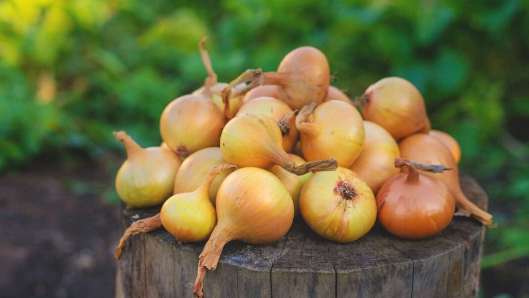 A shot of best sweet onions appearing to be a pile of round crops on a chopped tree trunk with lush greens in the background