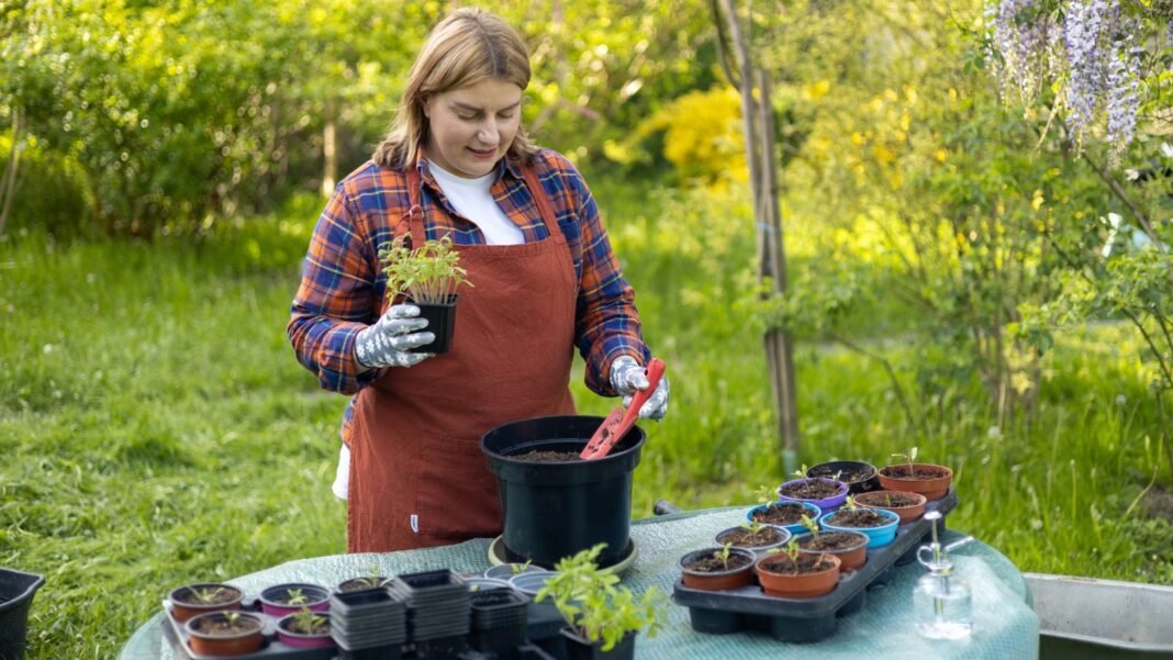A woman transplanting tomato seedlings larger pots wearing an apron as a table is in front where the seedlings and containers are placed