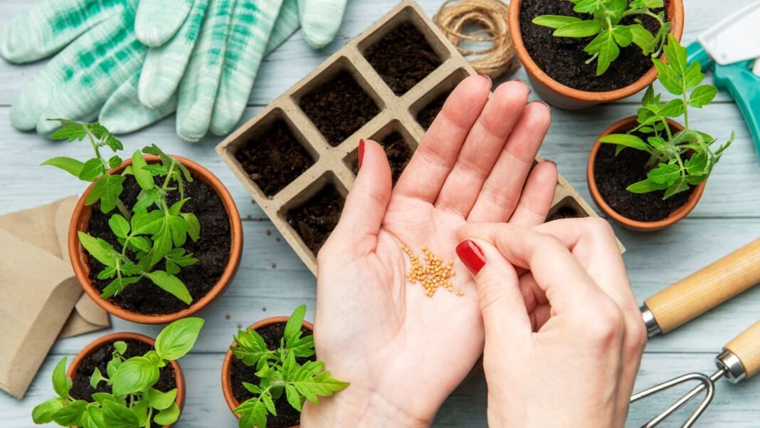 An overhead and close-up shot of a person's hands holding a small pile of yellow seeds, showcasing january seed starting calendar