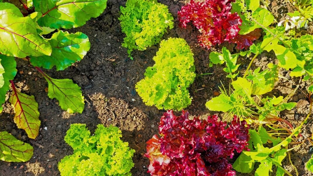 An overhead and close-up shot of several developing leafy vegetables, all showcasing crop rotation simple four year