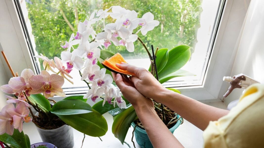 Clean orchid leaves as a person uses a spray bottle and a piece of cloth to wipe the plant's leaves placed near the window, the plant blooming flowers