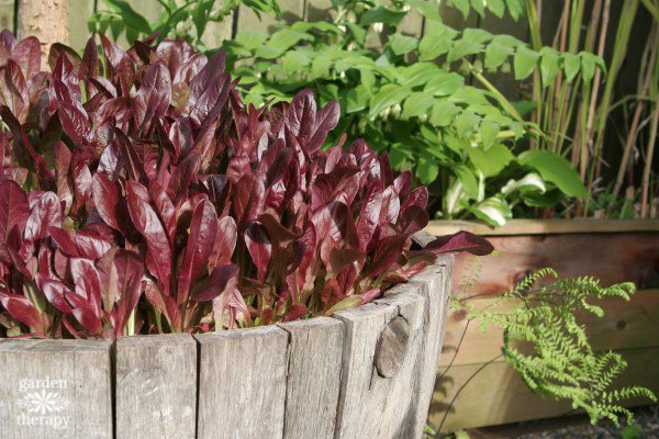 How to Grow Plants in a Wine Barrel (+ Where to Find Them)