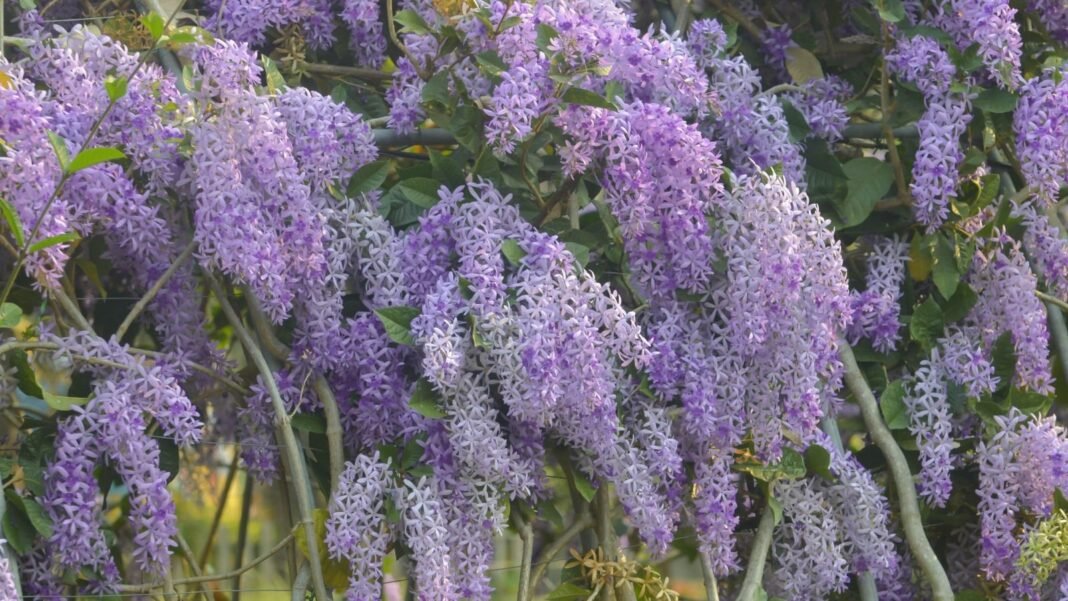 Knowing how to prune wisteria january, showing lush purple blooms dangling off a tall shrub surrounded by green foliage showing wisteria during its blooming season