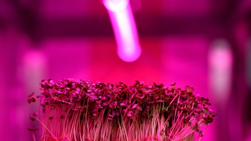 Seed starting under lights, showing purple lights placed a top a layer of sprouts with rounded green leaves and whitish stems