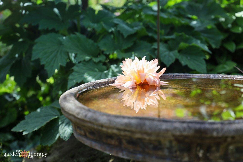 New Year, Fresh Start: Setting Gardening Goals for Emotional Well-Being