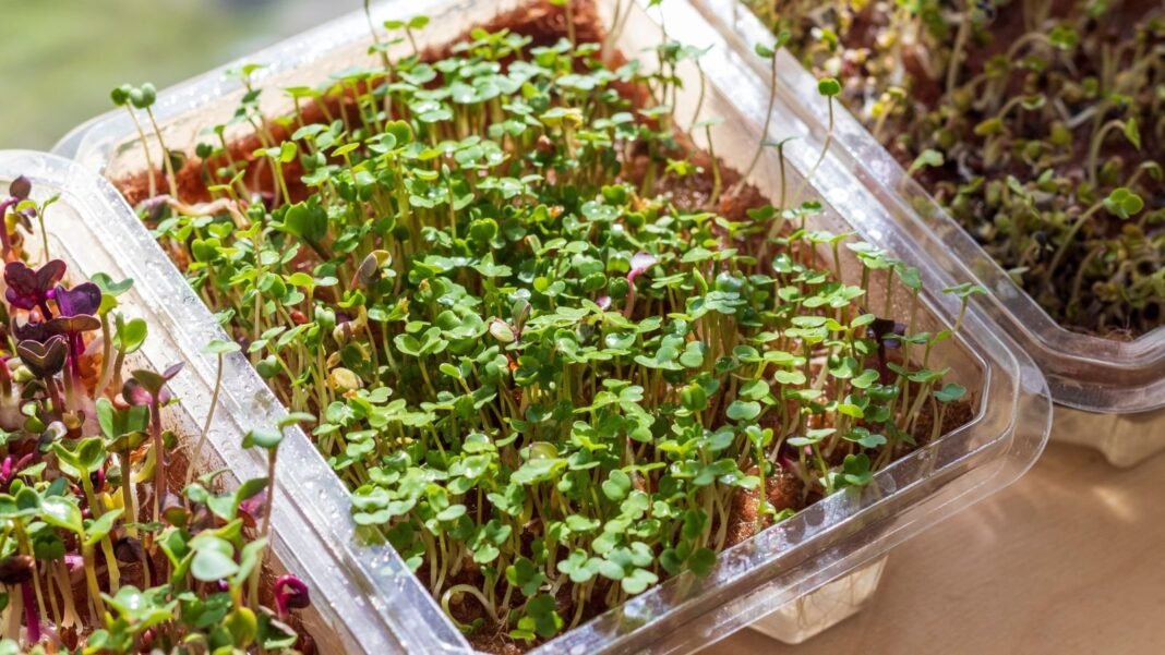 Trays of sprouts with yellow floppy microgreens , separated in multiple trays placed near the window with warm bright sunlight coming in