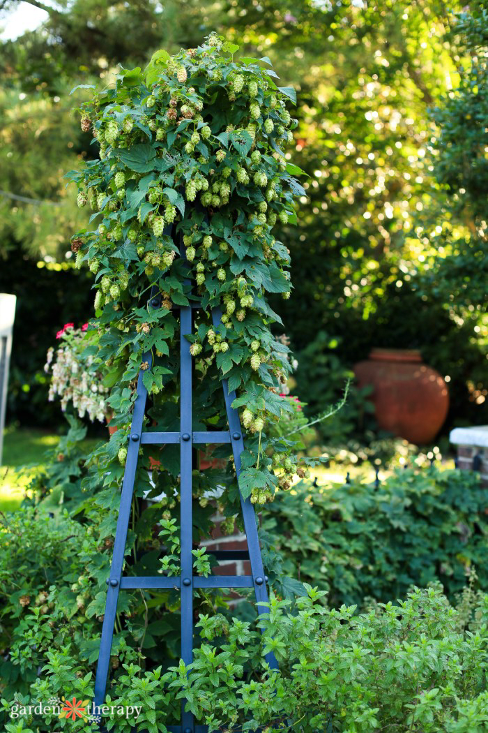hops on a wooden trellis