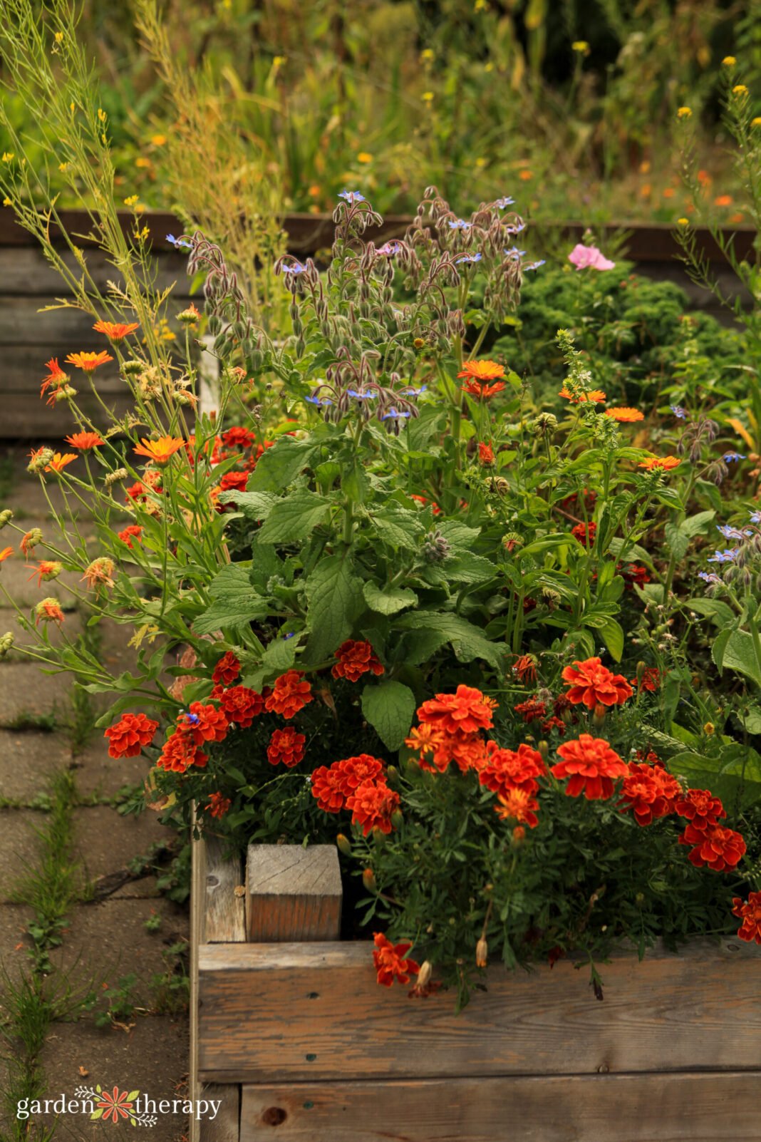 raised-garden-bed-with-calendula-marigolds-and-borage-scaled.jpg what to put at the bottom of a raised garden bed