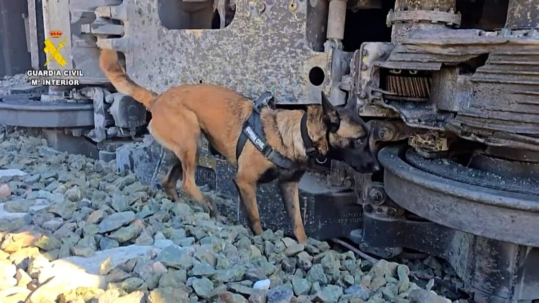 video. Spanish train crash: dog unit called in to collect evidence  