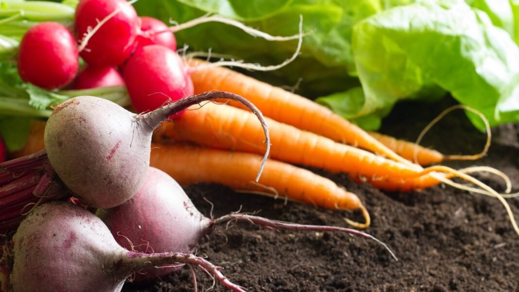 A close-up shot of a composition of various crops, carrots, beets, radish and lettuce, all on rich soil, showcasing do not start seeds indoors