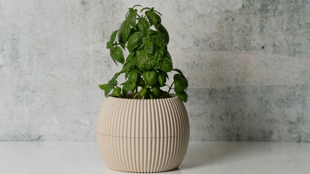 A close-up shot of a drooping and wilting young aromatic plant, placed on a small pot, showcasing why indoor basil dying
