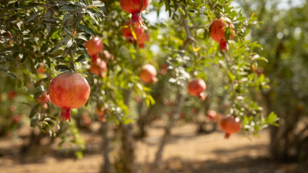 A close-up shot of a large composition of dangling red round fruits, showcasing fruit trees plant february