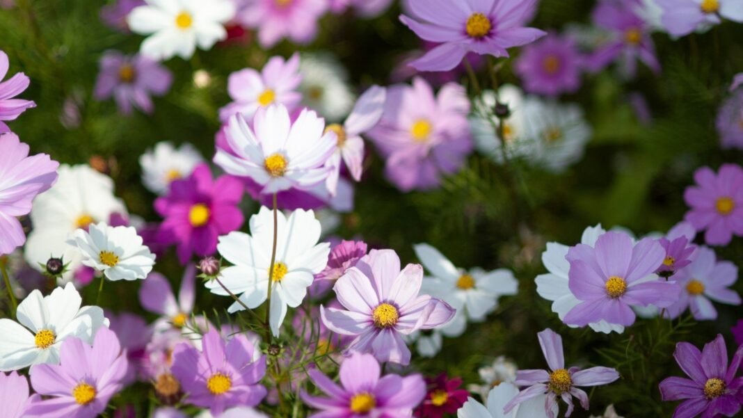 A close-up shot of a large composition of developing and thriving vibrant flowers, showcasing no fail plants from seed