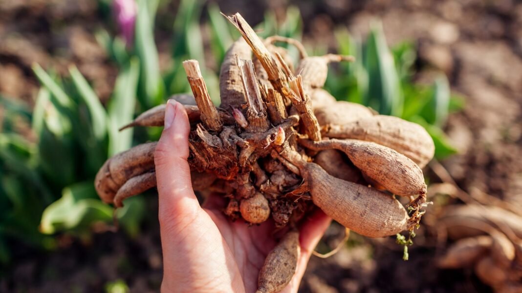 A close-up shot of a person's hand holding a freshly uprooted clumps of flower tubers, showcasing dahlia tuber february