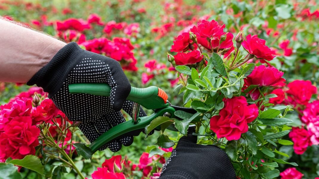 A close-up shot of a person's hand wearing gloves, using hand pruners to trim stems of vibrant red flowers, showcasing the time prune roses