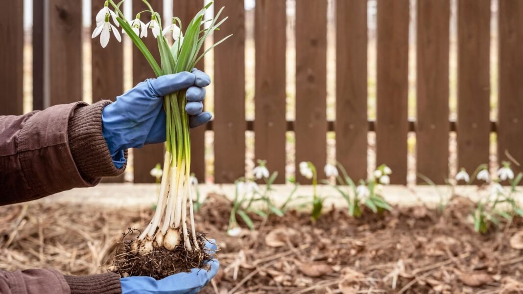 A close-up shot of a person's hands in the process of holding flowering bulbs and planting them outdoors, showcasing divide replant snowdrops