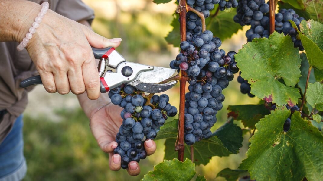A close-up shot of a person's hands in the process of trimming grapevines, showcasing plants prune before spring