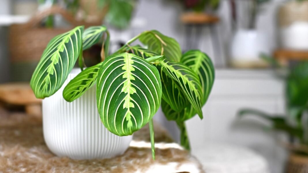 A close-up shot of a potted houseplant, showcasing its yellowish veins and patterned leaves of the lemon lime maranta
