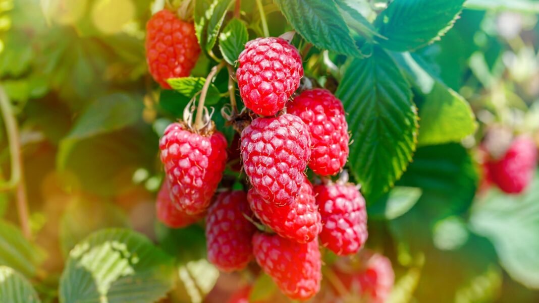 A close-up shot of a small cluster of red colored fruits dangling from branches alongside green leaves, showcasing what berry bushes plant february