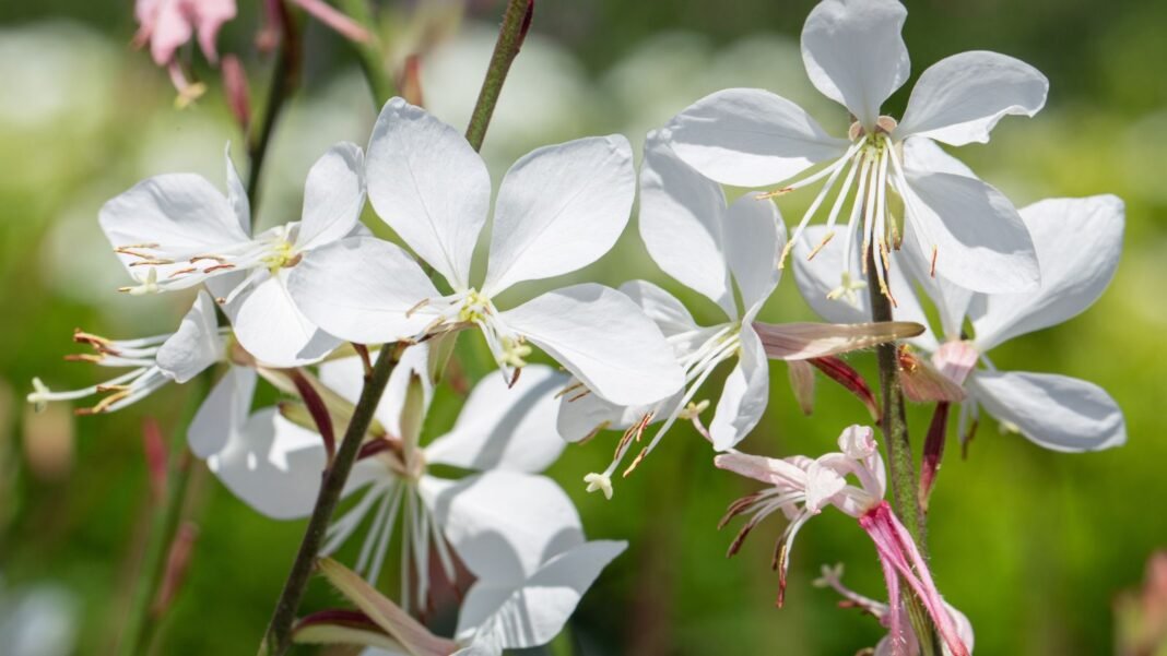 A close-up shot of a small composition of dainty white flowers and pink stems, showcasing plants and flowers with a cool garden palette