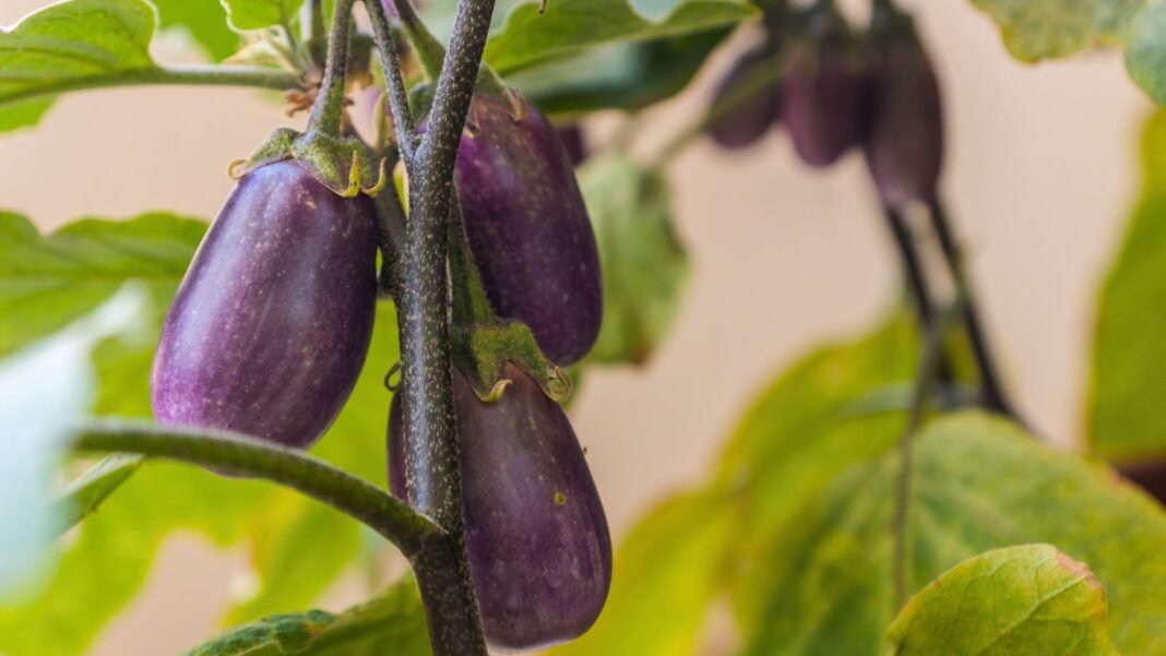 A-close-up-shot-of-a-small-composition-of-dangling-and-developing-purple-colored-oblong-crops-showca.jpeg A close-up shot of a small composition of dangling and developing purple colored oblong crops, showcasing the jewel amethyst eggplant