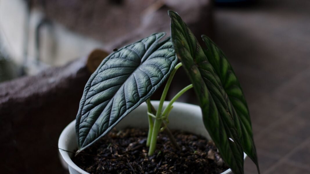 How to Plant, Grow, and Care for 'Dragon Scale' Alocasia