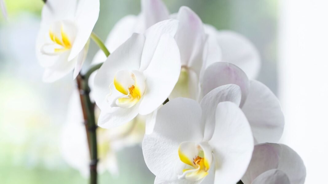 A-close-up-shot-of-a-small-composition-of-developing-white-colored-flowers-on-a-sturdy-stem-showcasi.jpeg A close-up shot of a small composition of developing white colored flowers on a sturdy stem, showcasing why people kill moth orchids