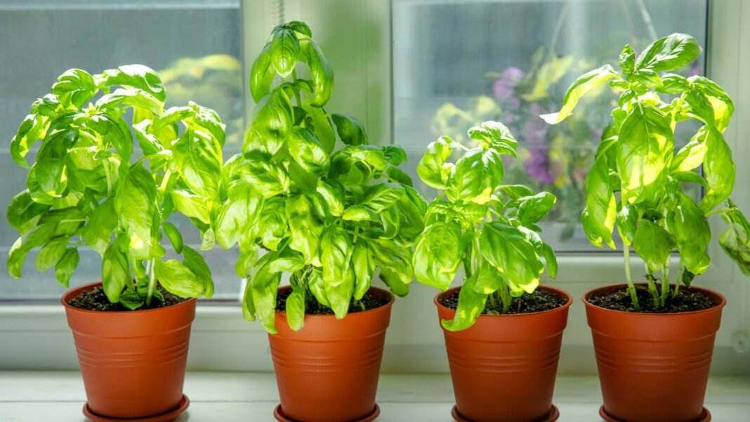 A close-up shot of a small composition of potted aromatic herbs, showcasing tips bushy healthy windowsill basil