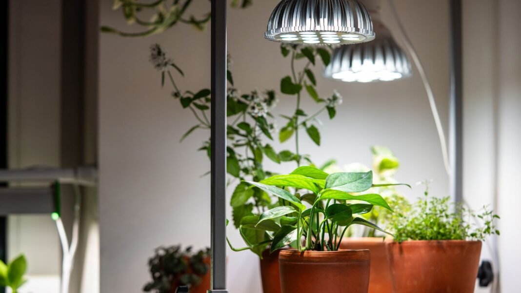 A close-up shot of a small composition of potted plants, developing under bright lights, showcasing how to use grow lights houseplants