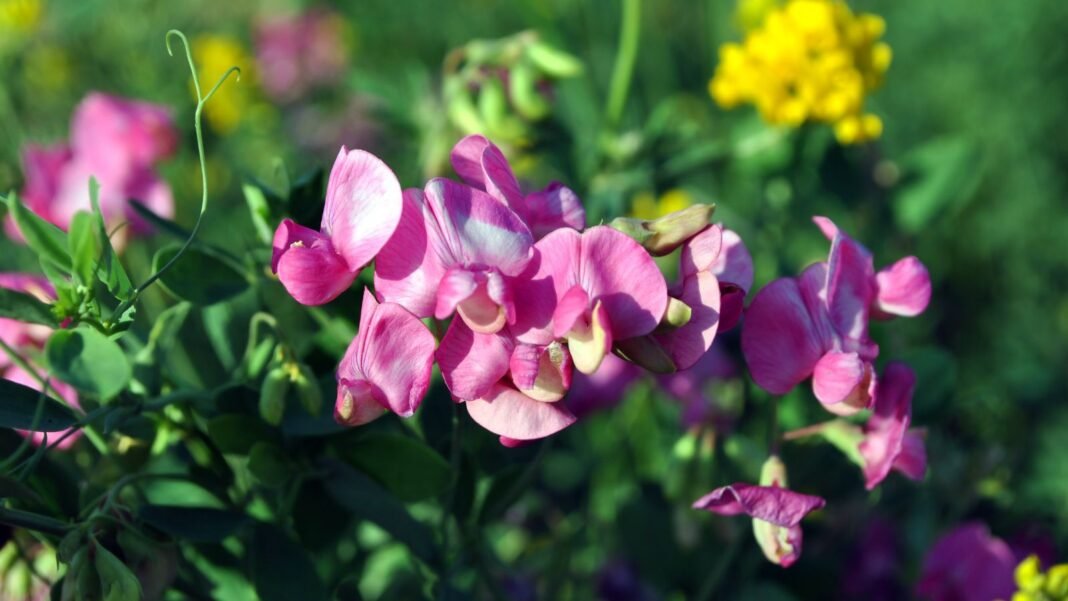 A-close-up-shot-of-a-small-composition-of-vibrant-pink-colored-flowers-alongside-its-green-foliage-s.jpeg A close-up shot of a small composition of vibrant pink colored flowers, alongside its green foliage, showcasing bouquet filler seed
