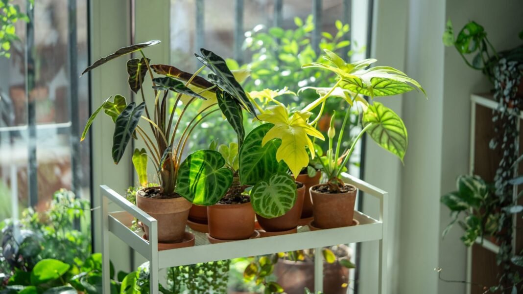A close-up shot of a small metal trolley filled with several pots of houseplants, all placed near a window, showcasing the best alocasia beginners