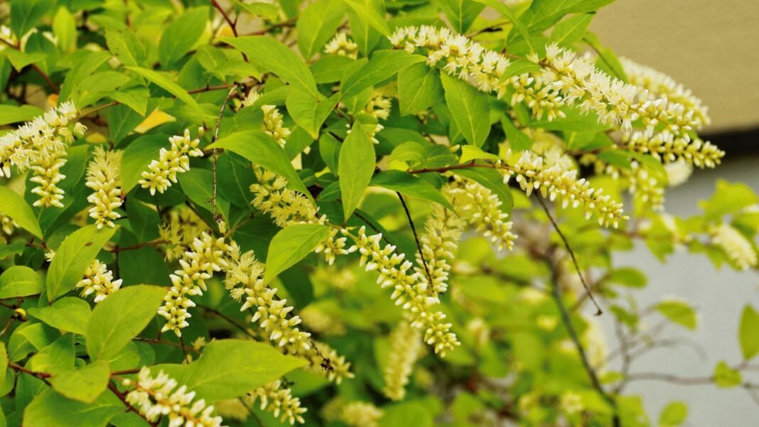 A close-up shot of emerald green colored leaves and brush like creamy-white flowers of a plant, showcasing four season shrubs