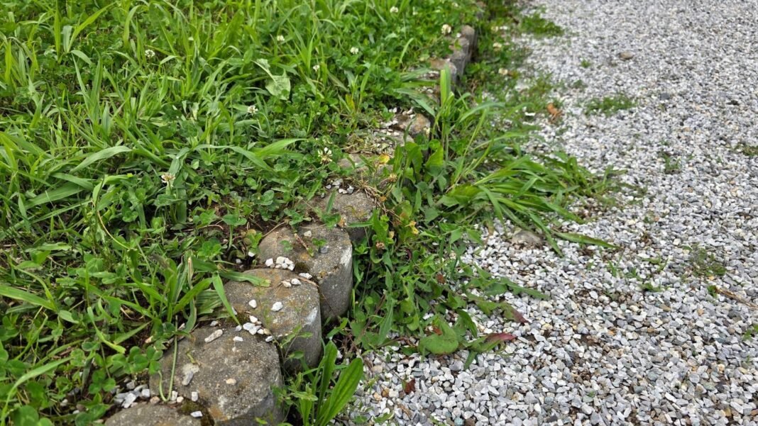 A closeup shot of weeds ground cover separated by a concrete garden border lining a walkway