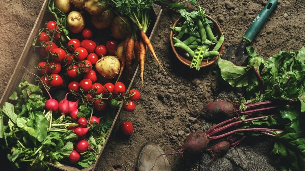 A photo of February crops , appearing to have beets, carrots and other produce on a container and on the ground with gardening tools scattered on the dark brown surface