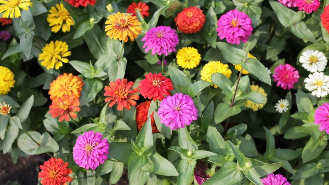 An overhead and close-up shot of a large composition of vibrant flowers, alongside green leaves, showcasing sow zinnias zone