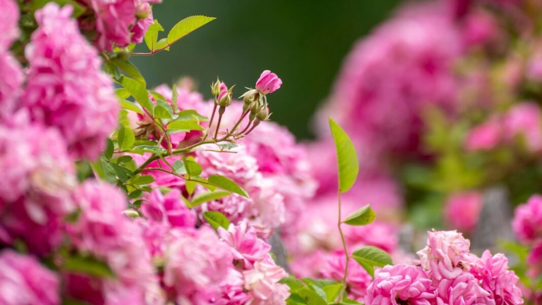 Grow-romantic-roses.jpg Grow romantic roses, showing a lush bush with countless pink blooms appearing to sprout more buds surrounded by green foliage
