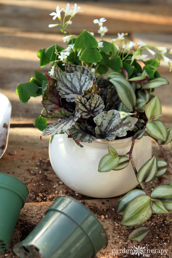 Goodbye, Fungus Gnats! How to Get Rid of Gnats in Plants