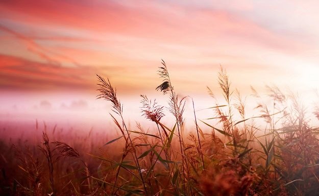 A hazy morning in a field of wheat.