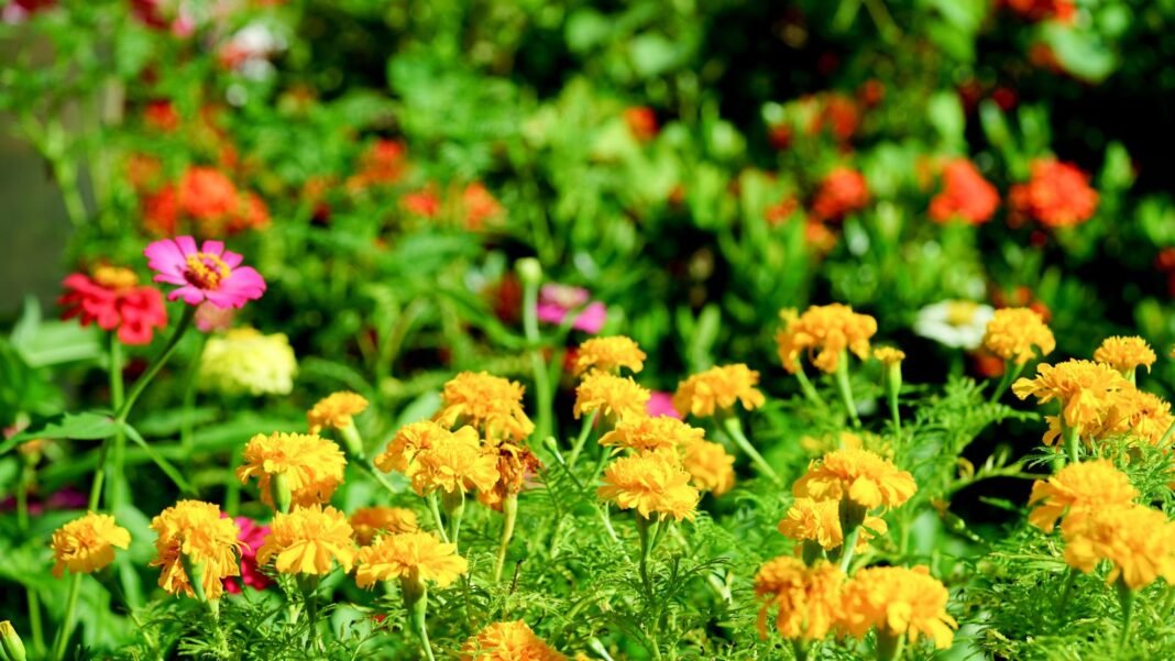 An area in the garden covered win flowers early blooms February appearing to have lovely vibrant colors under the sunlight surrounded by green foliage