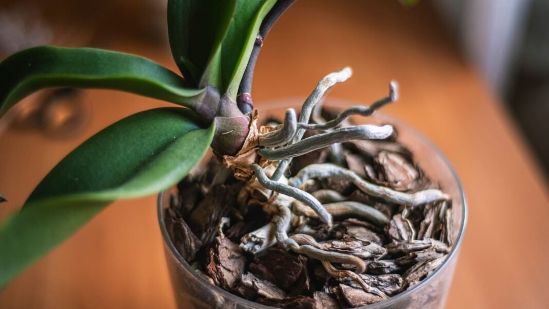 healthy-orchid-roots.jpg A shot of a plant with exposed roots, showing the differences of healthy orchid roots to damaged ones, placed on a brown surface