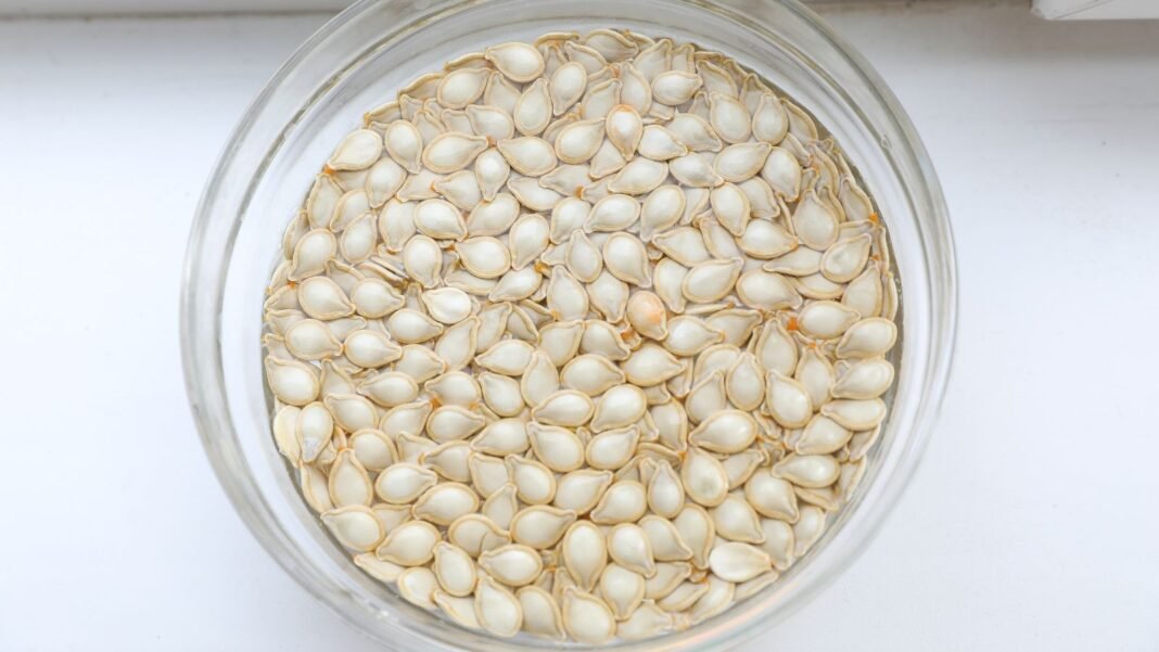 how-long-soak-seeds.jpg A transparent dish filled with water and seeds, showing how long soak seeds