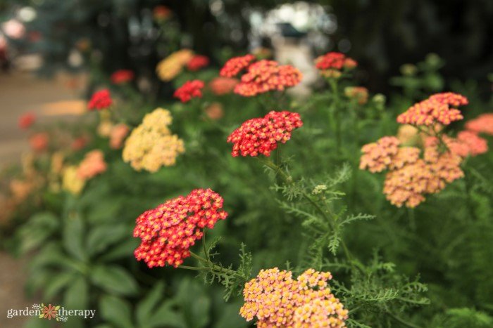 yarrow-plant-benefits.jpg red and orange yarrow