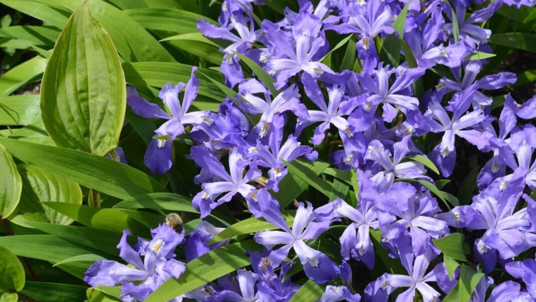 A close-up and overhead shot of a composition of vibrant purple colored flowers, growing alongside various plants, showcasing New England perennials