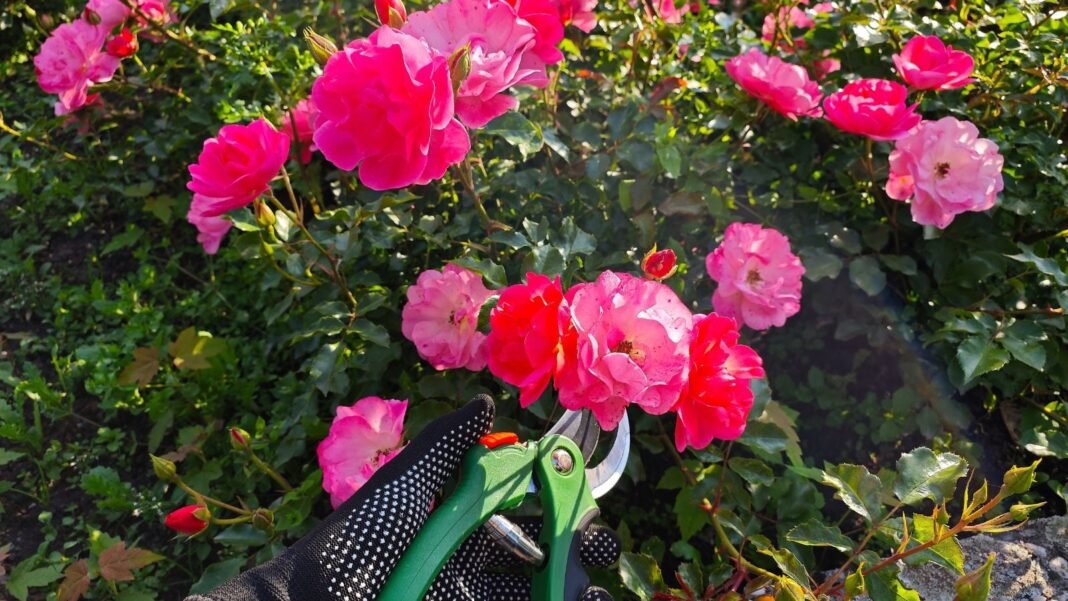 A close-up and overhead shot of a person in the process of trimming double, pink colored flowers, showcasing how to prune Knockout roses spring