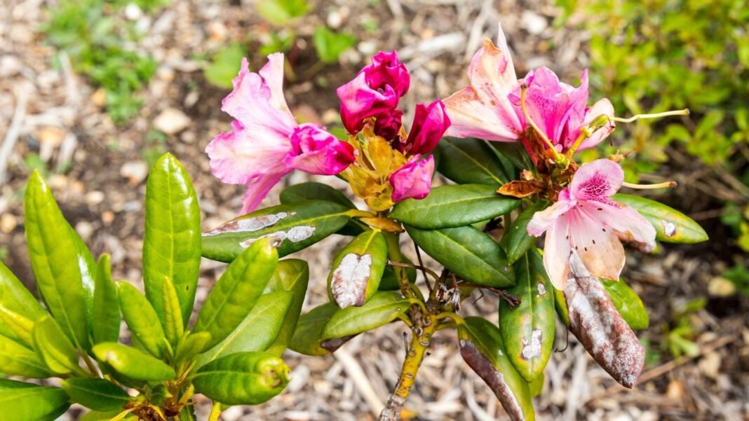 A close-up and overhead shot of a small group of pink colored flowers with severely diseased leaves, showcasing azalea disease