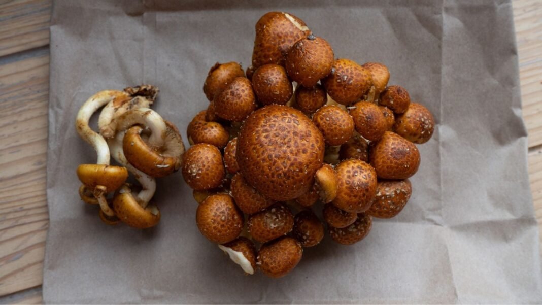 A close-up and overhead shot of brown-copper colored fungi caps, all clustered together alongside several separate stems, showcasing the chestnut mushrooms