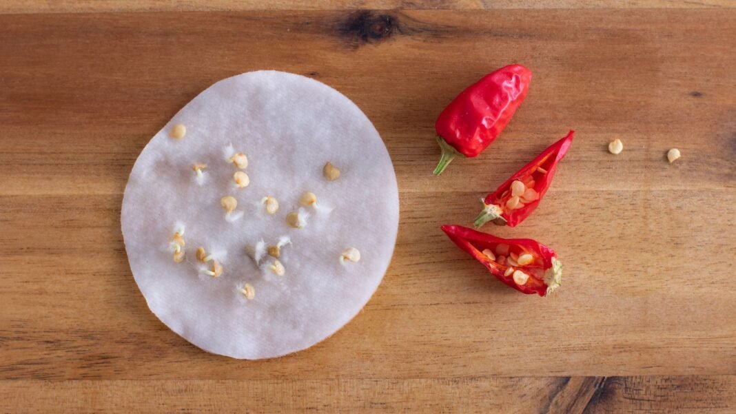 A close-up and overhead shot of red colored fruits and its seeds, growing on a damp circular towel, showcasing how to germinate pepper seeds