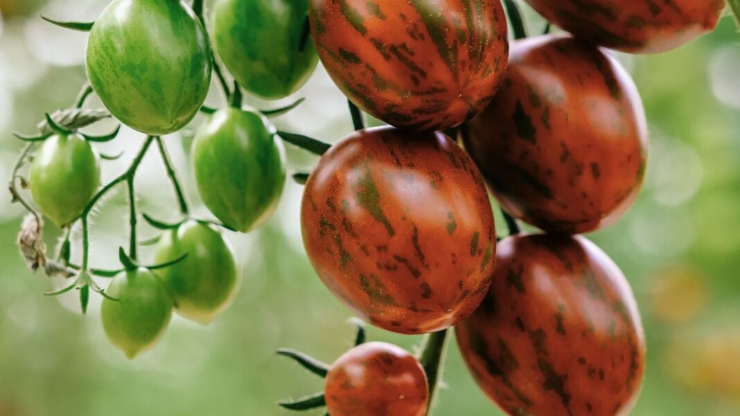 A-close-up-shot-of-a-cluster-of-ripe-and-ripening-dangling-compact-fruits-of-the-chocolate-sprinkles.jpeg A close-up shot of a cluster of ripe and ripening, dangling, compact fruits of the chocolate sprinkles tomato