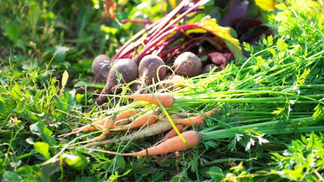 A close-up shot of a composition of various freshly harvested crops, all piled up on each other, showcasing which vegetable seeds outside March